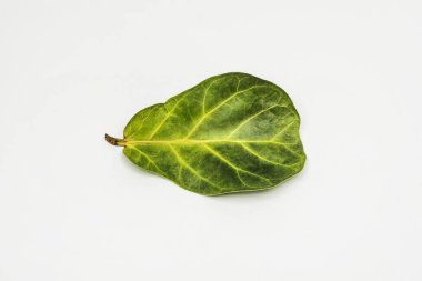 Pürüzsüz beyaz bir yüzey üzerinde dekoratif bir bitki yaprağı.