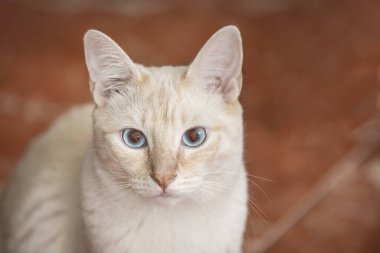 Şirin, sakin, mavi gözleriyle sana bakan beyaz bir kedi.