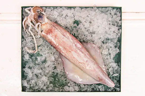 Squids Miękkimi Mięczakami Których Formy Ewoluowały Przyjęcia Aktywnego Drapieżnego Stylu — Zdjęcie stockowe