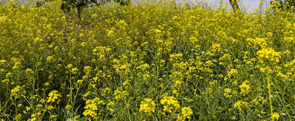 Uma Bandeira Alongada Campo Cheio Plantas Flores Amarelas — Fotografia de Stock