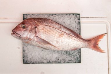 Red snapper, Sparidae familyasından bir balık türü. Alçak ve orta derinlikteki subtropikal bölgeleri tercih ederek Britanya Adaları 'ndan Arjantin' in güneyine kadar Atlantik 'te yaşar..