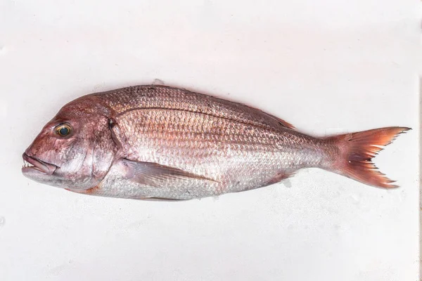 Pagrus Pagrus Sparidae Familyasından Bir Balık Türü Alçak Orta Derinlikteki — Stok fotoğraf