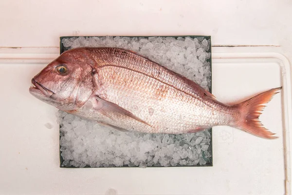 Red Snapper Sparidae Familyasından Bir Balık Türü Alçak Orta Derinlikteki — Stok fotoğraf