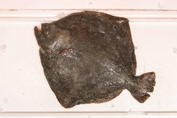 Turbot Subspecies Its Body Rhomboid Almost Circular Eyes Left Flank — Stock Photo, Image