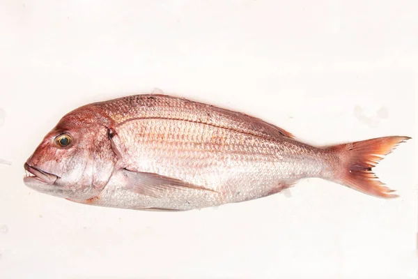 Levrek Yarı Göçmen Bir Tuzlu Balığı Sparidae Familyasına Ait Morfolojik — Stok fotoğraf