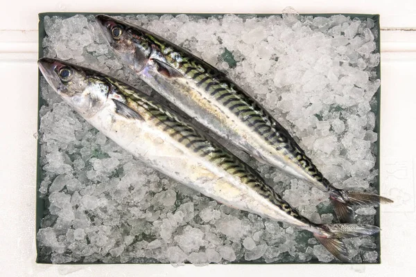 Atlantic Mackerel Mackerel Also Called Xarda Sarda Species Perciform Fish — Stock Photo, Image
