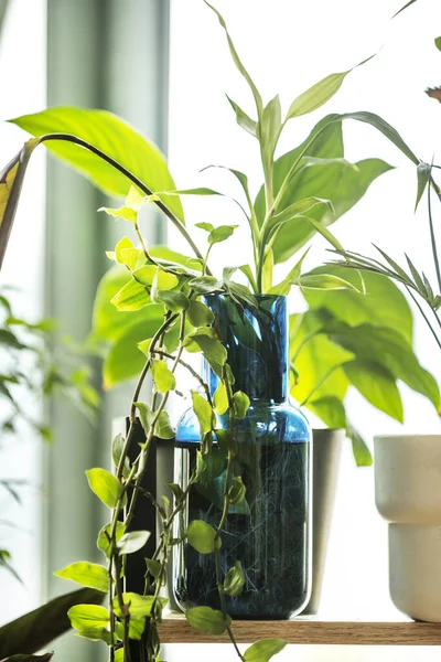 Zimmerpflanzen Töpfen Und Flaschen Holzregal — Stockfoto