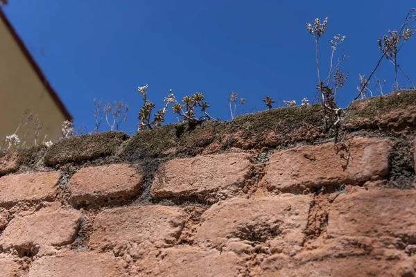 雑草のある粘土レンガの壁の大部分 — ストック写真