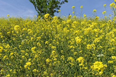 Sarı çiçeklerle, ağaçlarla ve mavi gökyüzüyle dolu bir tarlanın yamacında