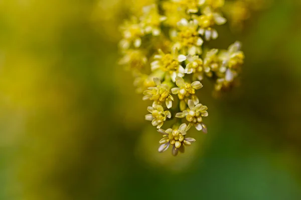 Pequeñas Flores Amarillas Con Una Gran Cantidad Bokeh Colores Borrosos —  Fotos de Stock