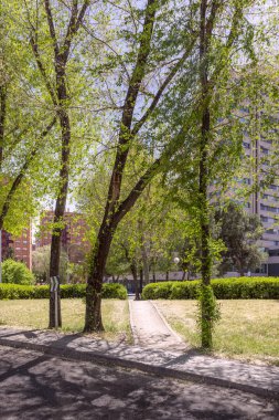 Şehir parkındaki ağaçların arasında yol kenarında çimler ve çitler olan bir patika.