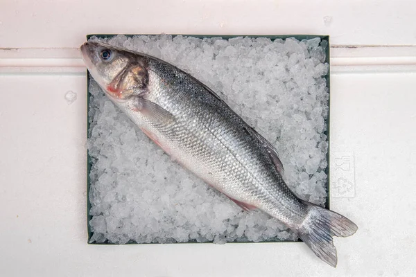 농어는 아프리카의해 안에서 노르웨이에 이르기까지 지중해 서양에 서식한다 물고기는 요리와 — 스톡 사진