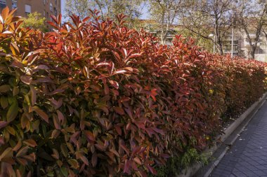 Bir şehir caddesinde güneşin aydınlattığı kırmızımsı yapraklardan oluşan bir çit.