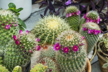 Kaktüs, Amerika 'da yetişen bir bitki ailesidir. Ancak, bir istisna vardır, Rhipsalis baccifera, tropikal Afrika, Madagaskar ve Seylan 'da yaygındır.