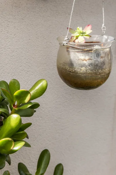 A succulent plant in a glass hanging pot and some branches of a jade plant