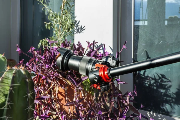 Caméra Sans Miroir Avec Adaptateur Allongé Milieu Des Plantes — Photo