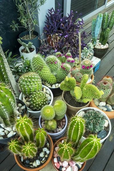 cactus, is a family of plants native to America. However, there is one exception, Rhipsalis baccifera, which is widespread in tropical Africa, Madagascar, and Ceylon
