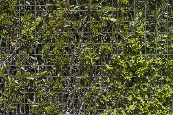 Une Clôture Métal Vert Avec Beaucoup Plantes Vignes — Photo