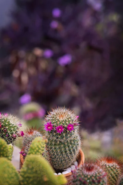Few Flowering Cacti Filled Lots Thin Sharp Spikes — Stock Photo, Image