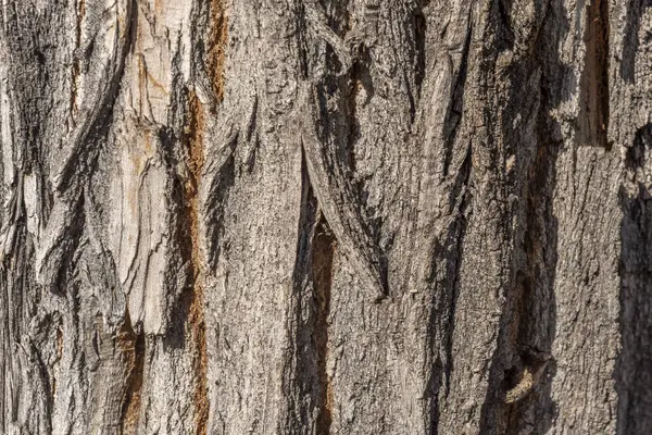 阳光照射下的树的树皮图像 — 图库照片