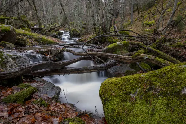 Petit Ruisseau Montagne Milieu Sous Bois Pierres Couvertes Verdure — Photo