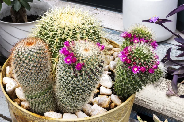 Wiele Kaktusów Pochodzących Obszarów Pustynnych Gdzie Noce Mogą Być Bardzo — Zdjęcie stockowe