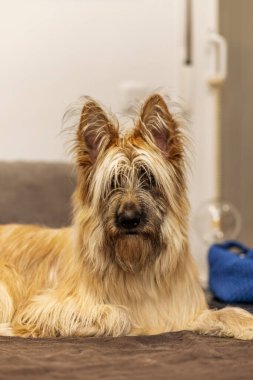 Güzel tüylü bir köpek merakla bekliyor.