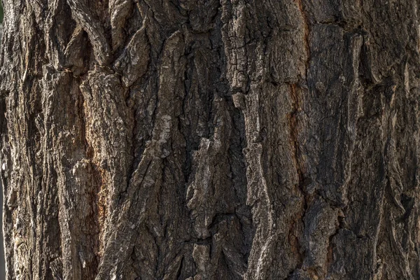 晨光中的一棵树树皮 — 图库照片