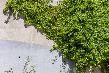 Şehirde bir sürü tırmanma fabrikasıyla kaplı bir beton duvar.