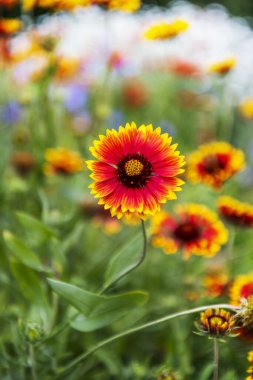 Gerbera, IUCN kırmızı listesinde hiçbir kategoride yer almayan, ince süslemeleri olan yaygın olarak yetiştirilmiş bir türdür.