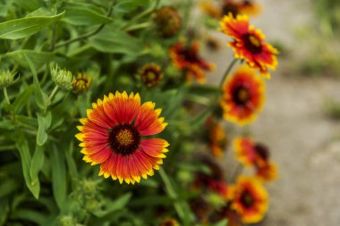 Gerbera, IUCN kırmızı listesinde hiçbir kategoride yer almayan, ince süslemeleri olan yaygın olarak yetiştirilmiş bir türdür.