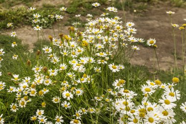 Papatyalar birçok hastalığa karşı popüler bir ilaçtır ve çok çeşitli uygulama biçimlerine sahiptir. Geleneksel olarak yaralara, kabarcıklara, yanıklara karşı kullanılan ve iltihabı azaltmak için kullanılan bir bitki.