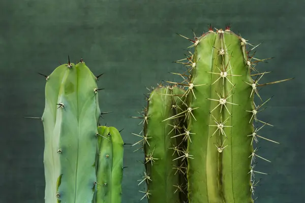 Stock image Cereus cacti are columnar in shape and feature well-defined ribs, as well as spines. Of different sizes and characteristics, although generally very developed in height