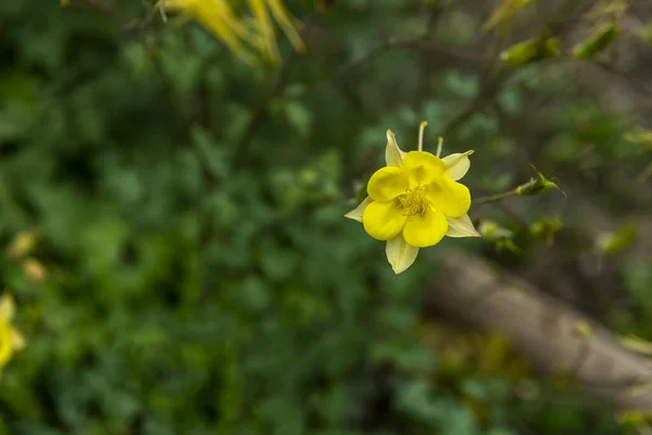 stock image beautiful yellow flower in the middle of the field with green background