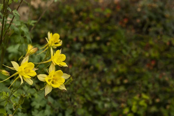 Mooi Boeket Van Gele Bloemen Het Midden Van Het Veld — Stockfoto