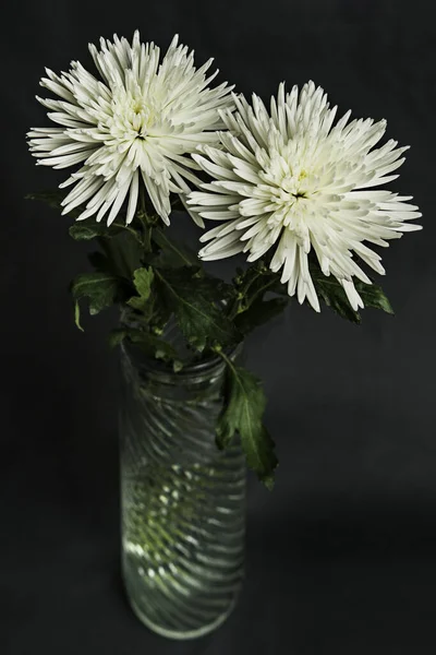 Chrysanthème Est Une Plante Qui Adapte Très Bien Gestion Photopériode — Photo