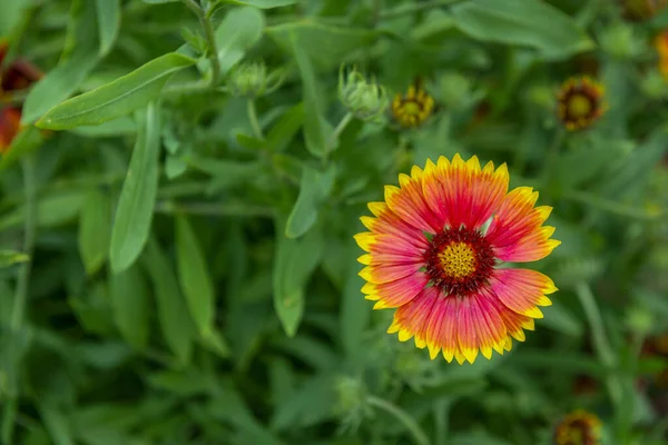 Kaktüs çiçekleri gibi, örneğin, gazania çiçekleri güneş ışığında açılır ve gün batımında kapanır, bu da bahçenizde ilginç bir olguya neden olur.