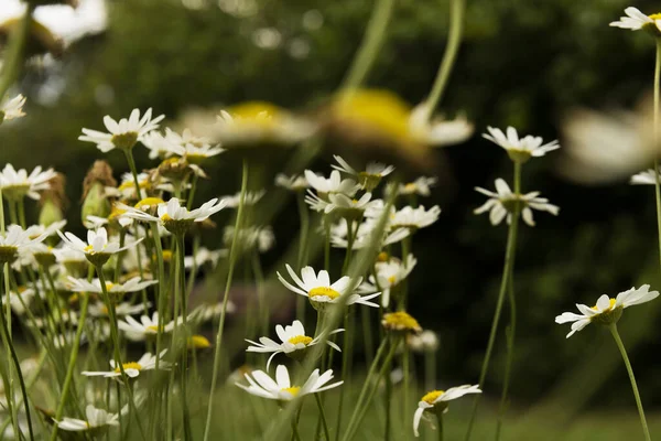 A lot of daisies with long stems in the middle of the forest