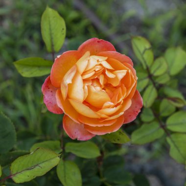 Yeşil çitli bir bahçede turuncu renkli bir gül.