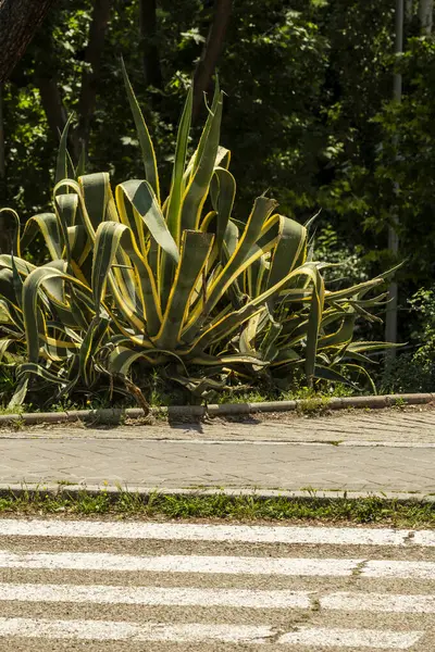 Miejska Ulica Przejściem Zebry Dużą Rośliną Aloesu Ogrodzie — Zdjęcie stockowe