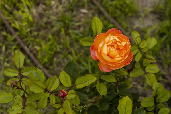 Eine Orangefarbene Rose Einem Garten Mit Grünen Hecken Und Tropfenden — Stockfoto
