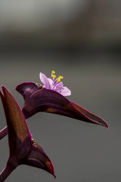 Small flowers of a deep purple tradescantia pallida