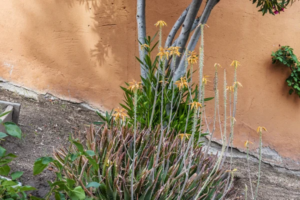 stock image Orange flowers of aloe plants with long stems