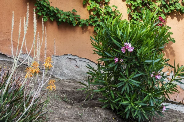 stock image A garden with pretty flowering plants and an orange colored wall