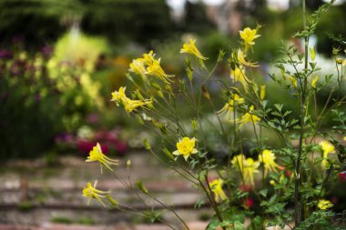Bir sürü sarı çiçekli açık hava bitkileri.