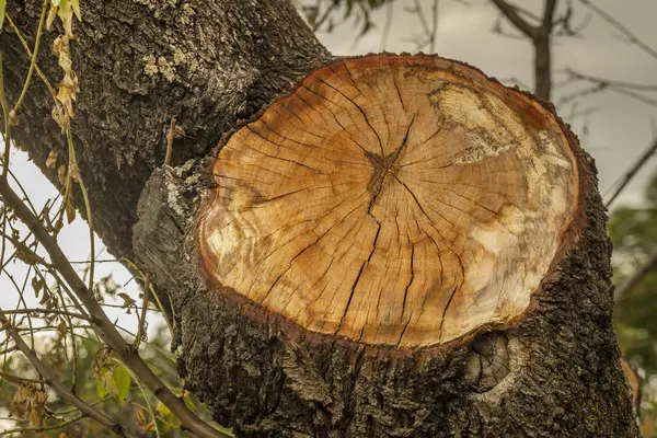 从一棵大树上砍下一根有许多结 脉和树皮的木树枝 — 图库照片