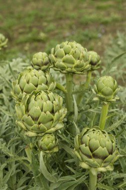 Tarlanın ortasında çeşitli kümelerdeki taze enginar bitkileri.
