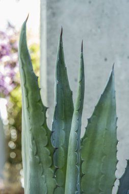 Şehir terasına çivi ve çiy damlalarıyla büyük yeşil aloe dalları.