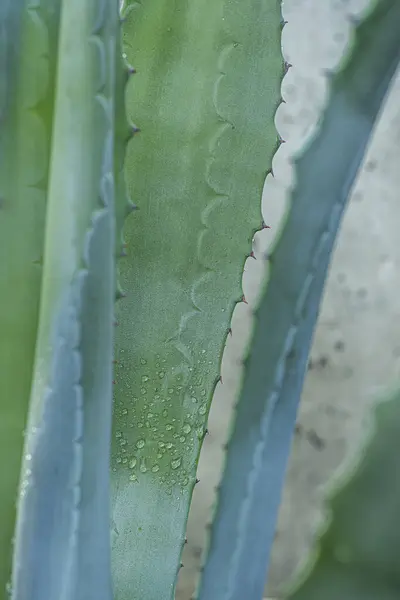 Duże Zielone Gałązki Aloesu Kolcami Kroplami Rosy — Zdjęcie stockowe