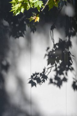 Düz gri bir yüzey üzerinde ağaç dallarının gölgeleri